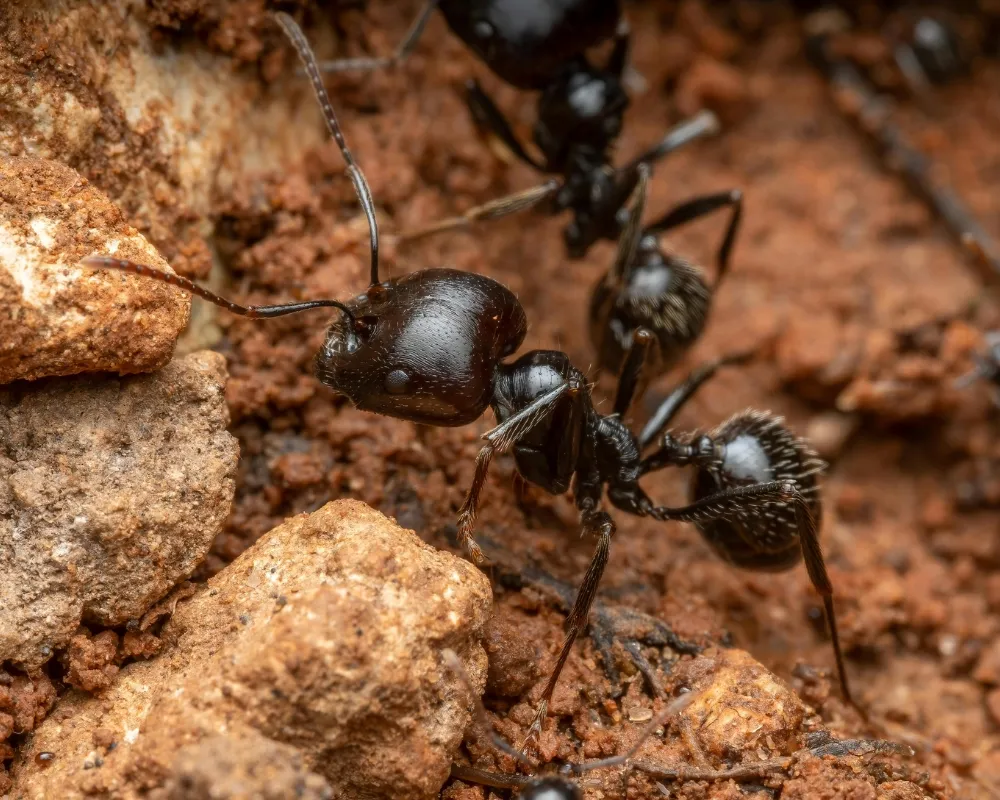 Formigas no Meu Jardim, e Agora? Dicas para um Jardim Harmônico