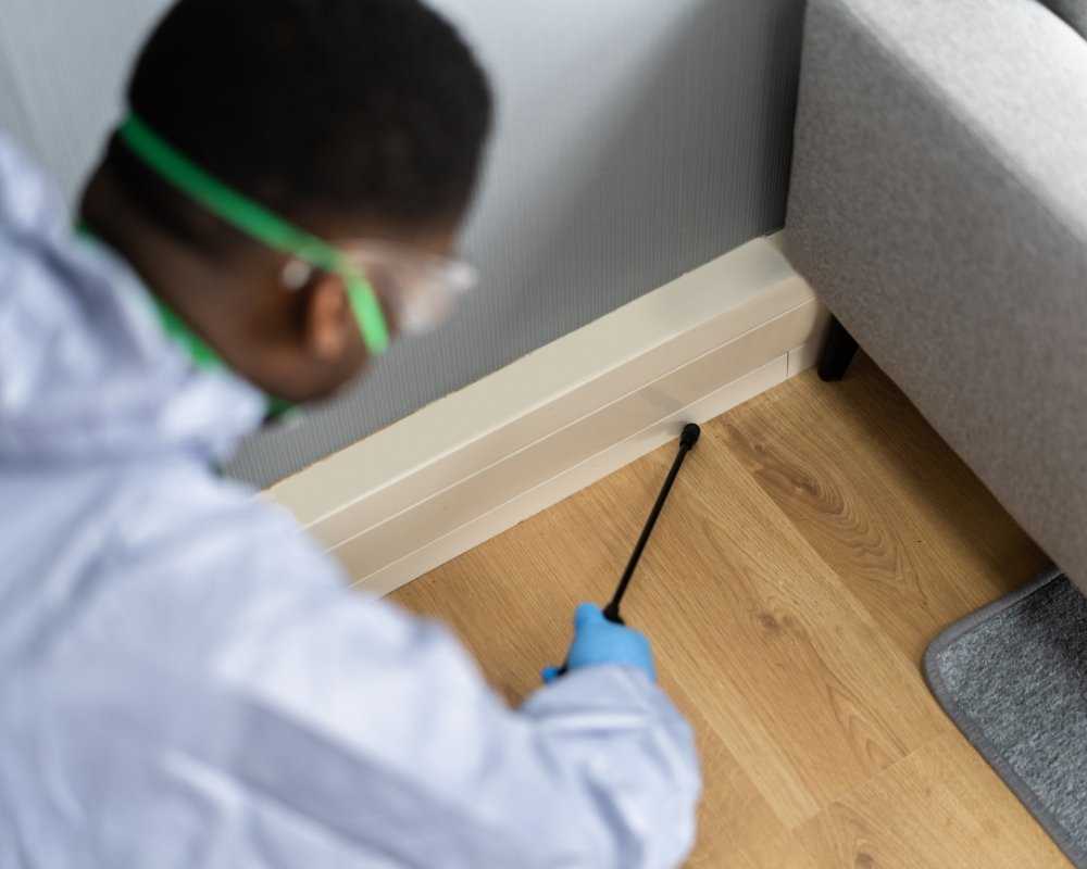 Como Acabar com Cupim em Casa: Água Quente Funciona? 8 Dicas Infalíveis