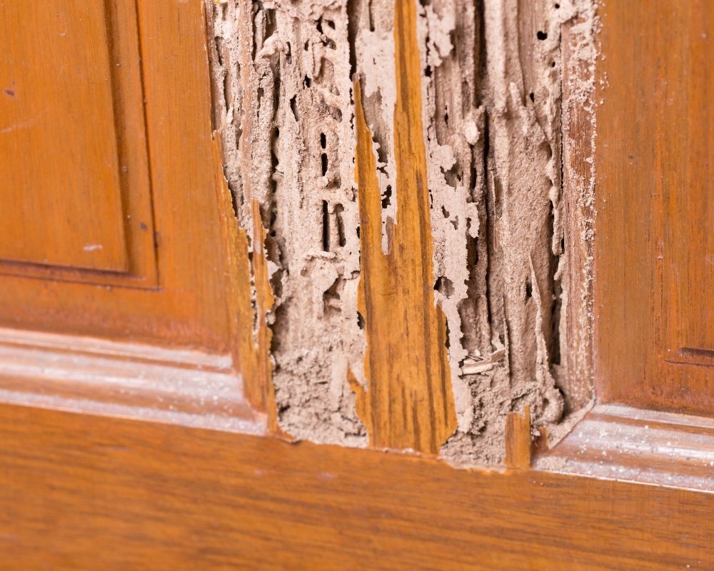 8 Dicas Infalíveis para Acabar com Cupim em Casa acabar com cupim